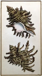 Conch Shell, published by Shaw
